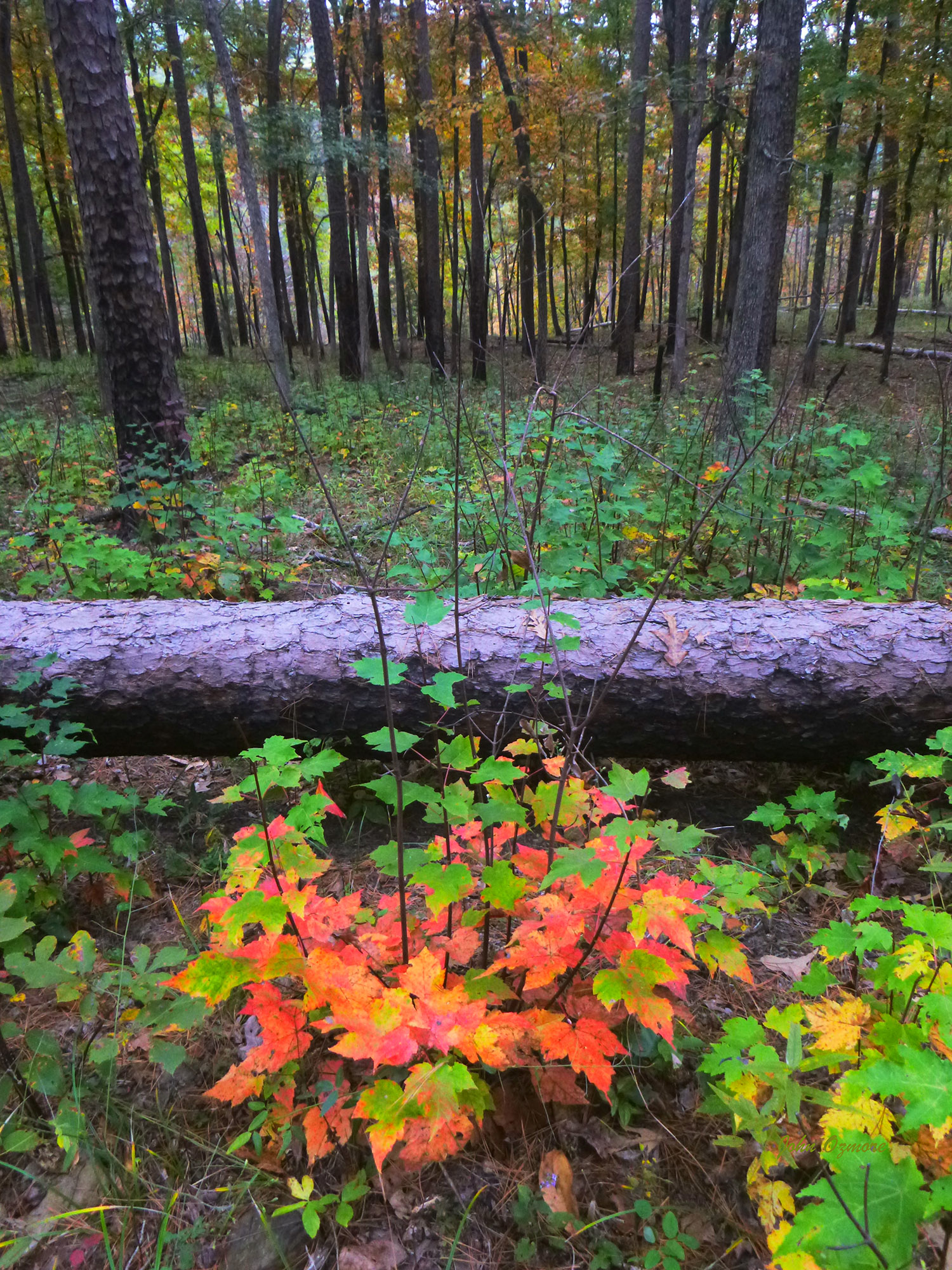 Fall Leaves by Fallen Log